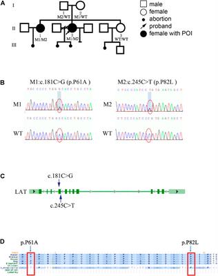 Novel LAT Pathogenic Variants in a POI Family and Its Role in the Ovary